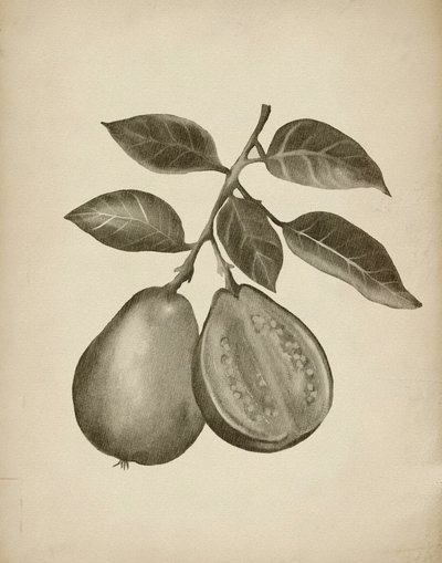 Botanisk undersøgelse af guava af Josie George