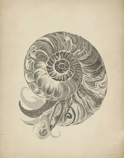 Den indviklede nautilusspiral af Josie George