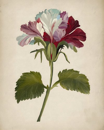 Farvestrålende pelargoniumblomst af Josie George