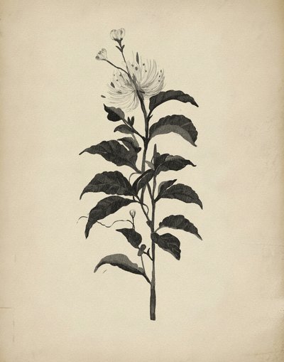 Vintage botanisk illustration af Josie George