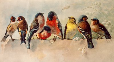 Fugle af Josse Photo