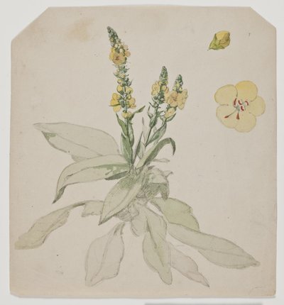 Blomstrende kongelys (verbaserum) af Jørgen Roed