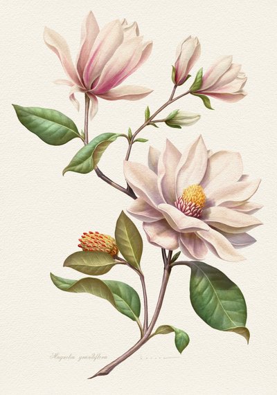 Blomstrende magnolier af Juan Hernaz