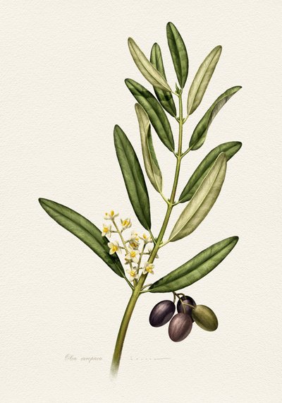 Olivengren med frugt af Juan Hernaz