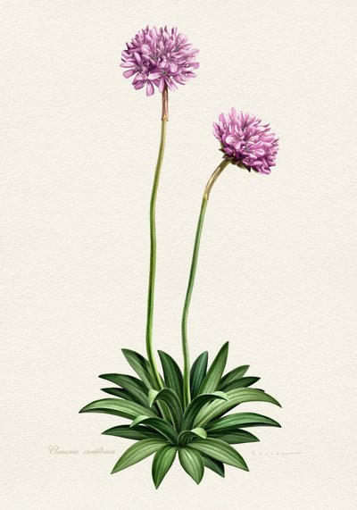 Lilla botanisk blomst af Juan Hernaz