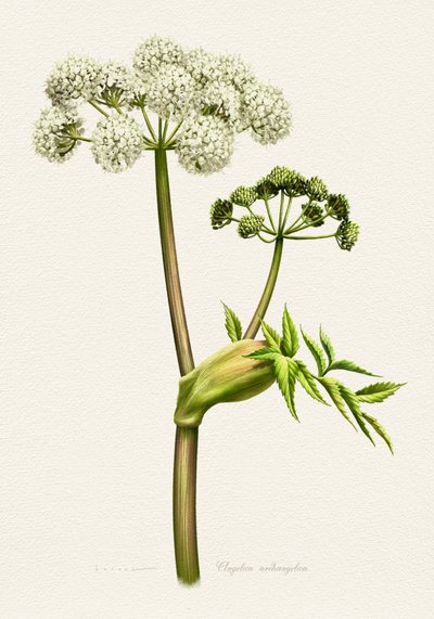Botanisk illustration af hvid angelika af Juan Hernaz
