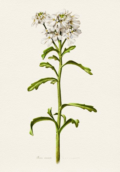 Hvid kandisblomst – botanisk beskrivelse af Juan Hernaz
