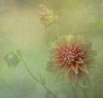 Drømmende dahlia-blomst af Judy Tseng