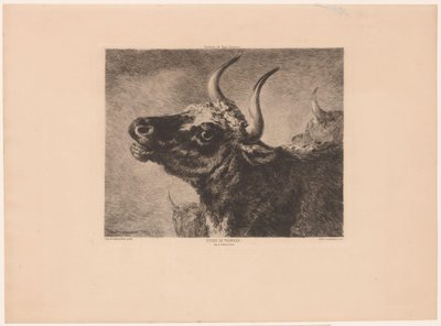 Hovedet af en tyr Etude de taureau. (titel på objekt) af Jules Ferdinand Jacquemart