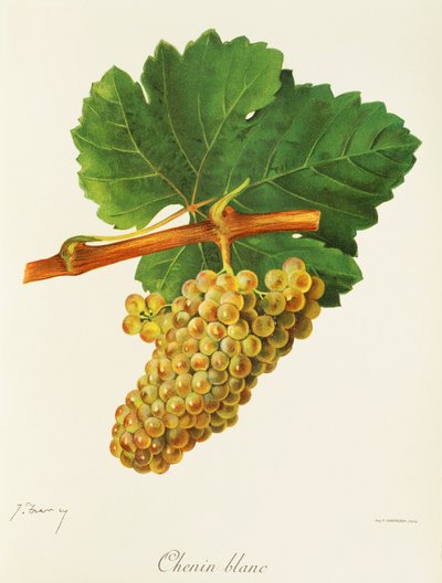 Chenin Blanc drue af J. Troncy af Jules Troncy