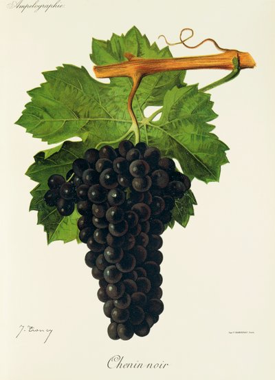 Chenin Noir drue af J. Troncy af Jules Troncy