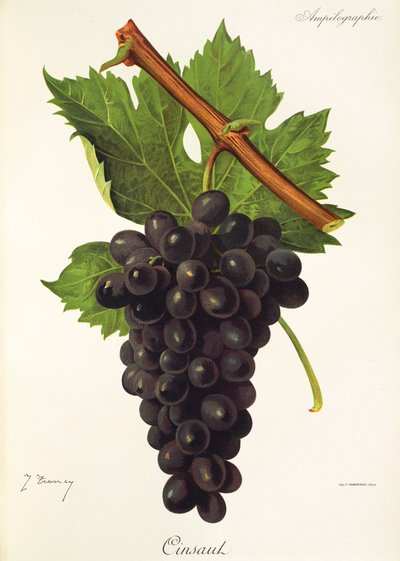 Cinsaut-drue af J. Troncy af Jules Troncy