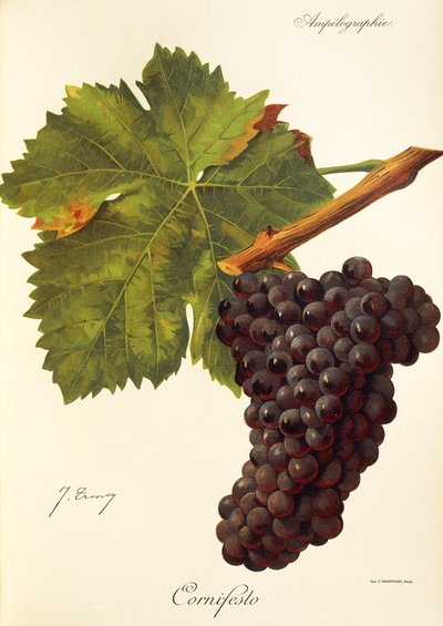 Cornifesto drue af J. Troncy af Jules Troncy