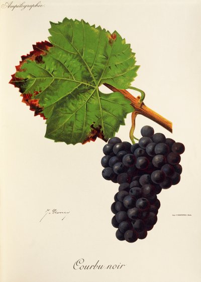 Courbu Sort drue af J. Troncy af Jules Troncy