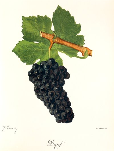 Durif-drue af J. Troncy af Jules Troncy