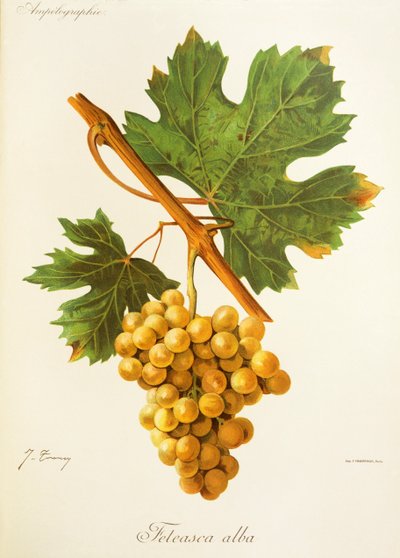 Feteasca Alba drue af J. Troncy af Jules Troncy