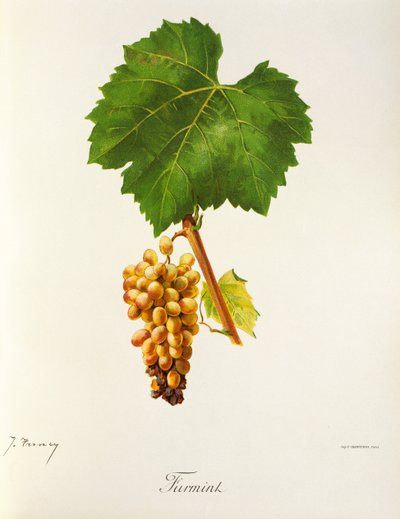 Furmint drue af J. Trncy af Jules Troncy