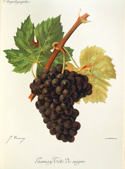 Gamay Tete de Negre drue af J. Troncy af Jules Troncy