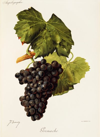 Grenache drue af J. Troncy af Jules Troncy