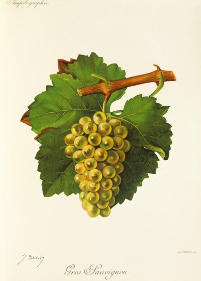 Gros Sauvignon drue af J. Troncy af Jules Troncy