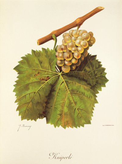 Kniperle-drue af J. Troncy af Jules Troncy