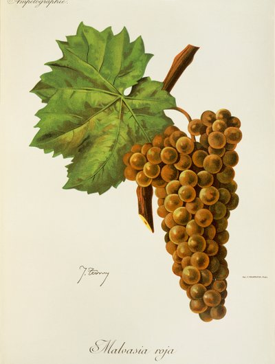 Malvasia Roja drue af J. Troncy af Jules Troncy