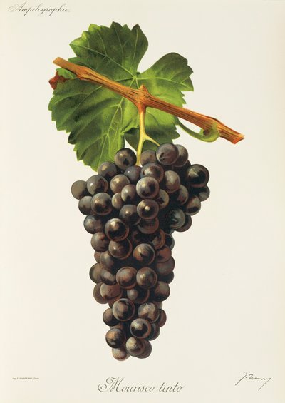 Mourisco Tinto drue af J. Troncy af Jules Troncy