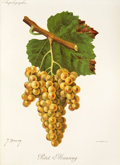 Petit Manseng-drue fra J. Troncy af Jules Troncy
