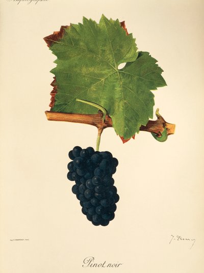 Pinot Noir drue af J. Troncy af Jules Troncy