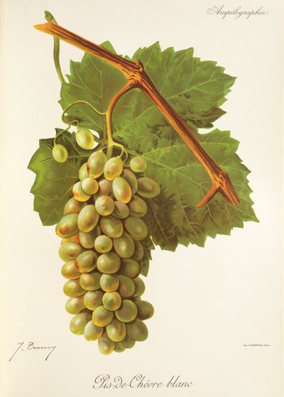 Pis-de-Chevre Blanc drue af J. Troncy af Jules Troncy