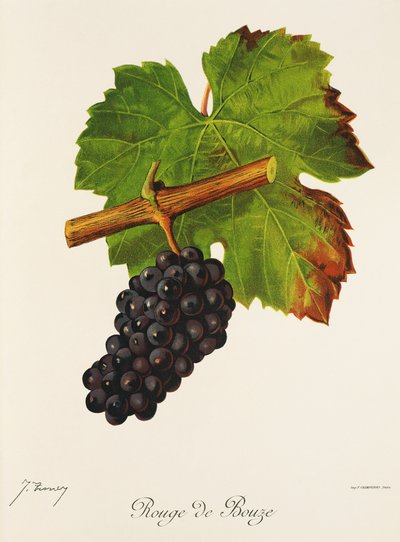 Rouge de Bouze drue af J. Troncy af Jules Troncy