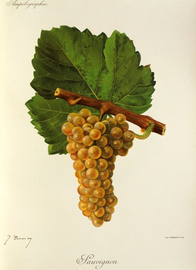Sauvignon drue af J. Troncy af Jules Troncy