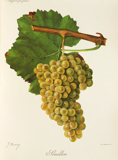 Semillon drue af J. Troncy af Jules Troncy