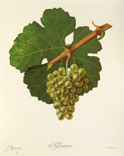 Sylvaner drue af J. Troncy af Jules Troncy