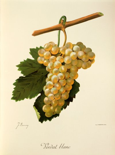 Verdat Blanc drue af J. Troncy af Jules Troncy