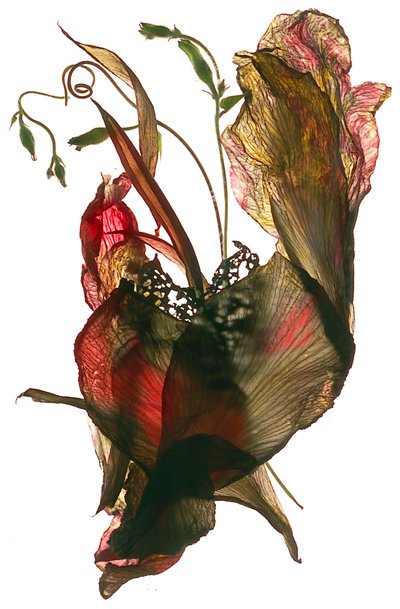 Morning Glory Canna Heart, 2012, (digitalt fotogram) af Julia McLemore