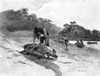 Skildpaddefangst, 1886. af Julian Ashton
