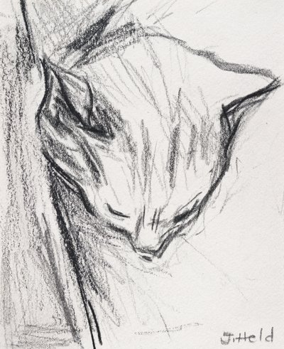 Sovende kat, 2015, (blyant) af Julie Held