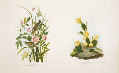 Strandfinke/græsfinke, eller bugtvinget spurve, efter J.J. Audubons 