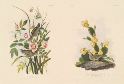 Strandfink; og Graffinke eller Bay-Winged Bunting af Julius Bien after John James Audubon