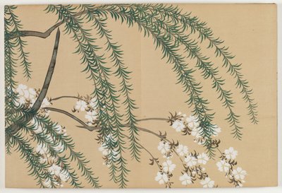 Flowers of a Hundred Worlds (Momoyogusa): Pil og Kirsebær (Yanagizakura) af Kamisaka Sekka