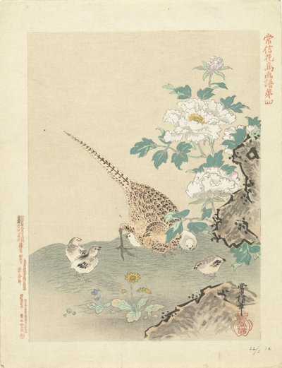 Vagtel med kyllinger Blomster- og fugleskitser af Kano Tsunenobu (serietitel) Kano Tsunenobu kacho gafu (serietitel på objekt) af Kano Tsunenobu