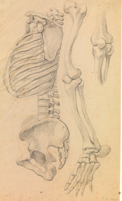 Rygrad med brystkasse og bækken, profil mod venstre; desuden knogler af et venstre ben fra hofte til tåspidsen og detalje af et knæ. (1662?). af Karel van III Mander