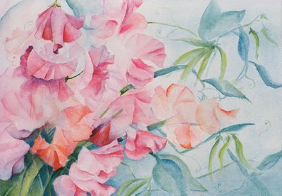 Lathyrus Odoratus, sød ært (vandret) af Karen Armitage