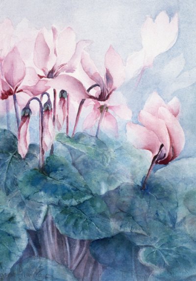 Pink Cyclamen Pseudibericum af Karen Armitage