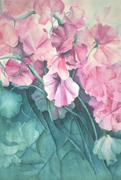 Søde ærter, Pink Pride (lodret) af Karen Armitage