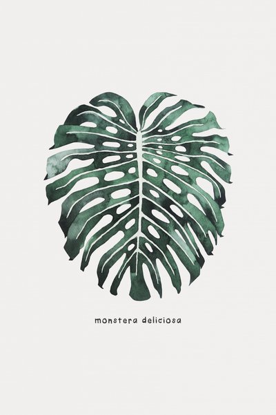 Akvarel af et Monstera-blad af Karen Menzenbach