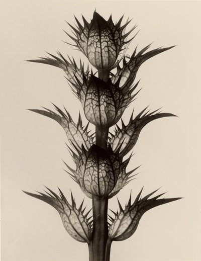 Acanthus mollis af Karl Blossfeldt
