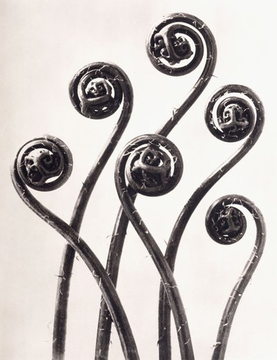 Adiantum Pedatum - amerikansk jomfruhårbregne, unge sammenrullede blade forstørret otte gange af Karl Blossfeldt