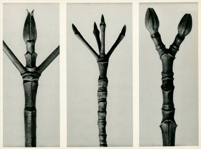 Cornus Nuttallii, 1929 (fotogravure) af Karl Blossfeldt